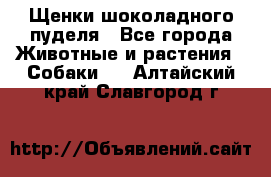 Щенки шоколадного пуделя - Все города Животные и растения » Собаки   . Алтайский край,Славгород г.